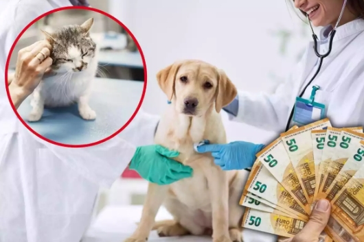 Si tienes un perro o un gato, podrías tener derecho a veterinario gratis en España